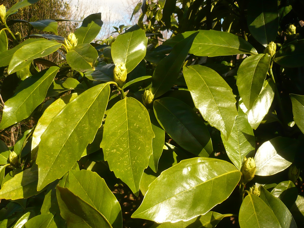 Aucuba japonica (Cornaceae)